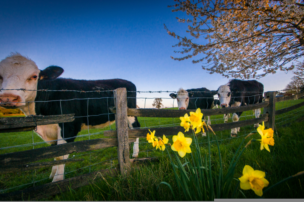 Cows And Daffodils