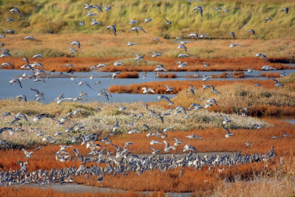 The insurance company Aviva will donate £21 million towards supporting saltmarsh and wetland restoration in the UK, it has announced in a new partnership with the Wildfowl and Wetlands Trust.