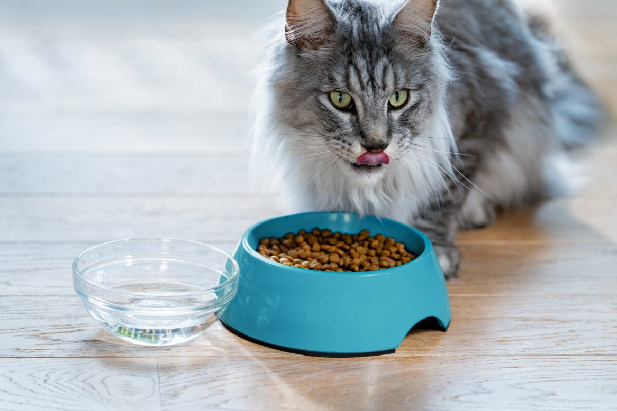 Purina Europe has announced its first carbon reduced pet food range, as its worka towards Nestlé's aim to cut carbon emissions by 50% by 2030.