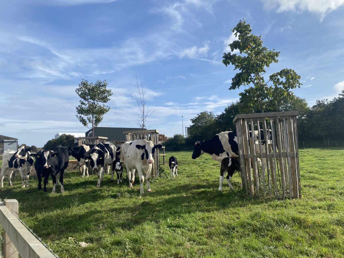 At Waitrose owned Leckford Estate, the grocer is trialling the use of tractors powered by cow manure. Could the grass be greener for regenerative agriculture?