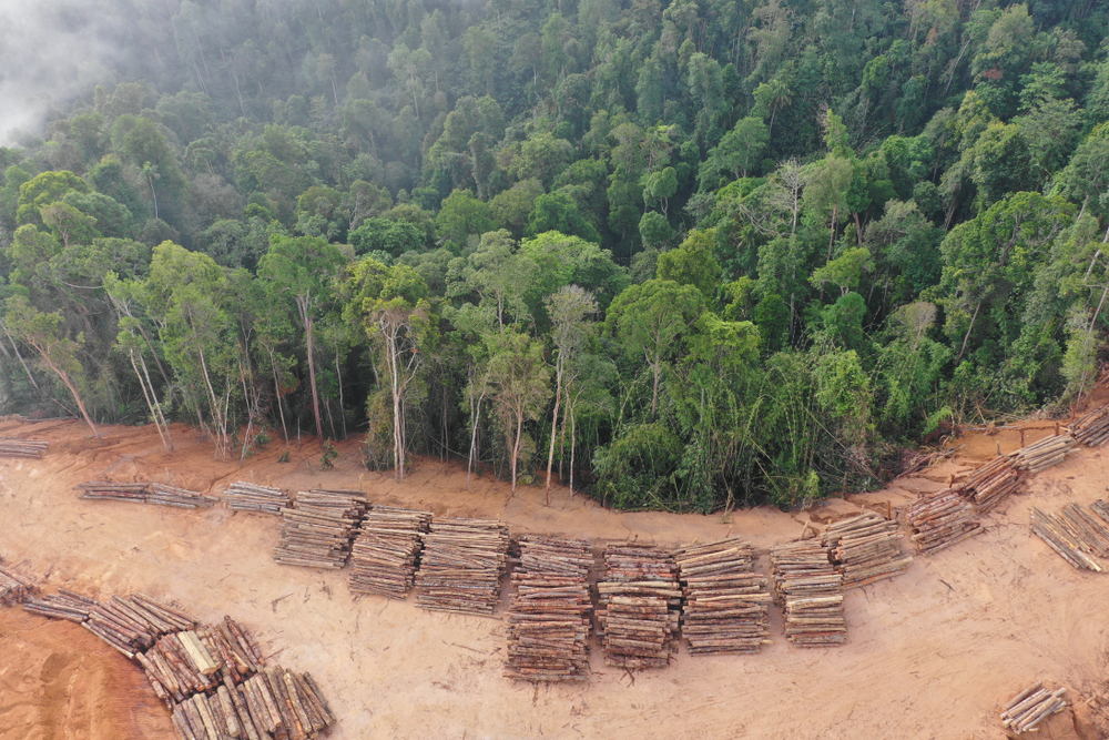 Deforestation. Aerial photo of logging in Malaysia rainforest. Essential products in supermarkets will “no longer be linked” to illegal deforestation, as the government introduces a new ban.
