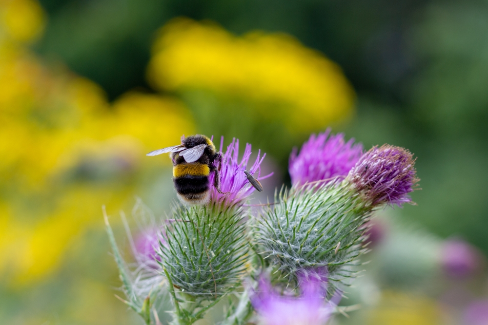 Bumble Bee Pollenating Worcester UK. Businesses including Lush and Yeo Valley have written to farming minister Mark Spencer calling for a ban on a bee-killing pesticide.